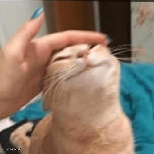 Pet the cat - meme generator image preview