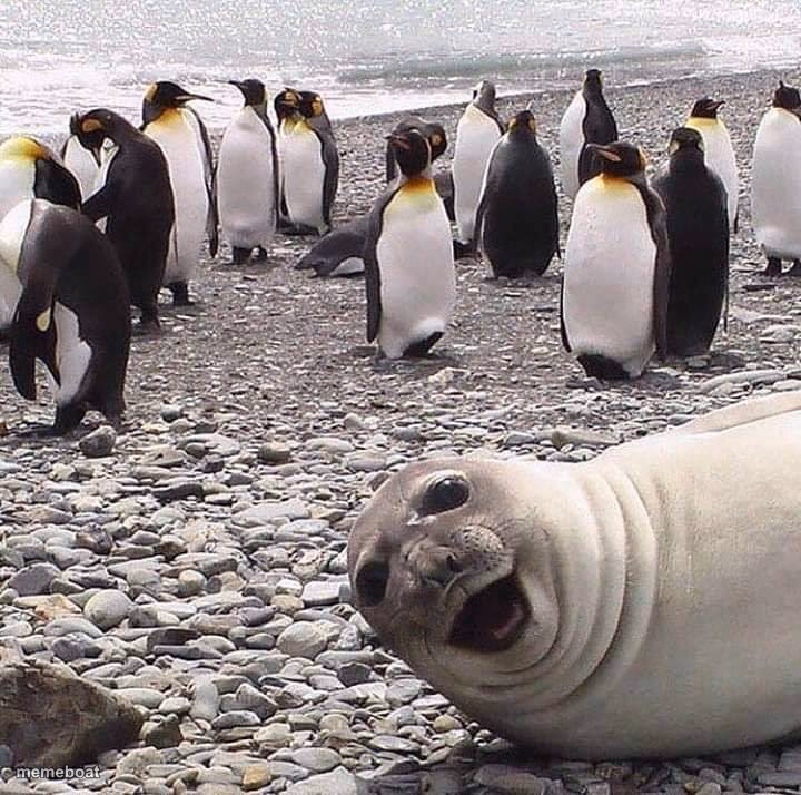 photo bomb - meme generator image preview