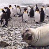 photo bomb