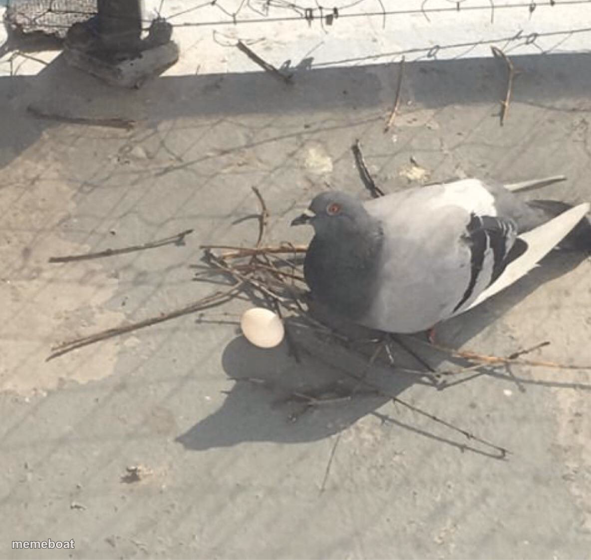 Pigeon nest - meme generator image preview