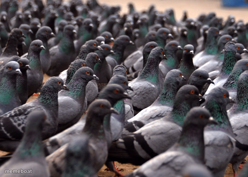 Pigeon War - meme generator image preview