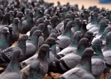 Pigeon War
