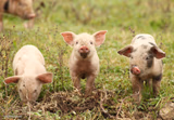 pigs