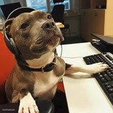 pit bull tech support