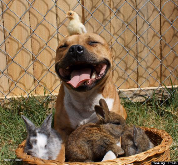 Pit Bull Making Friends - meme generator image preview