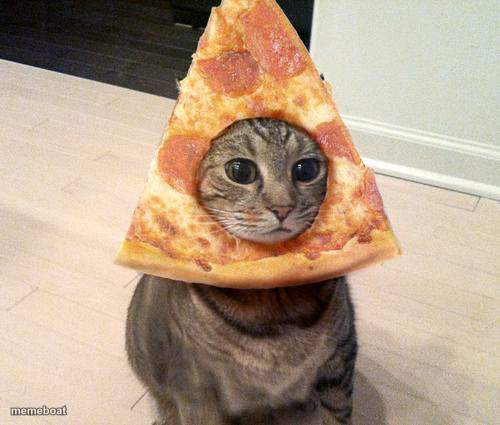 pizza cat - meme generator image preview