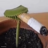 Plant smoking a cigarette