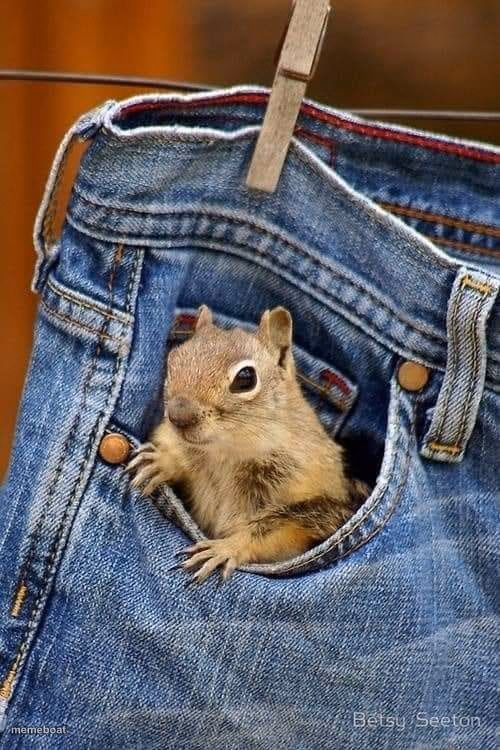 pocket squirrel - meme generator image preview