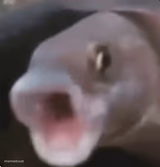 Poggers Fish