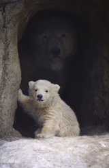 Polar Bear Hiding Behind Cub