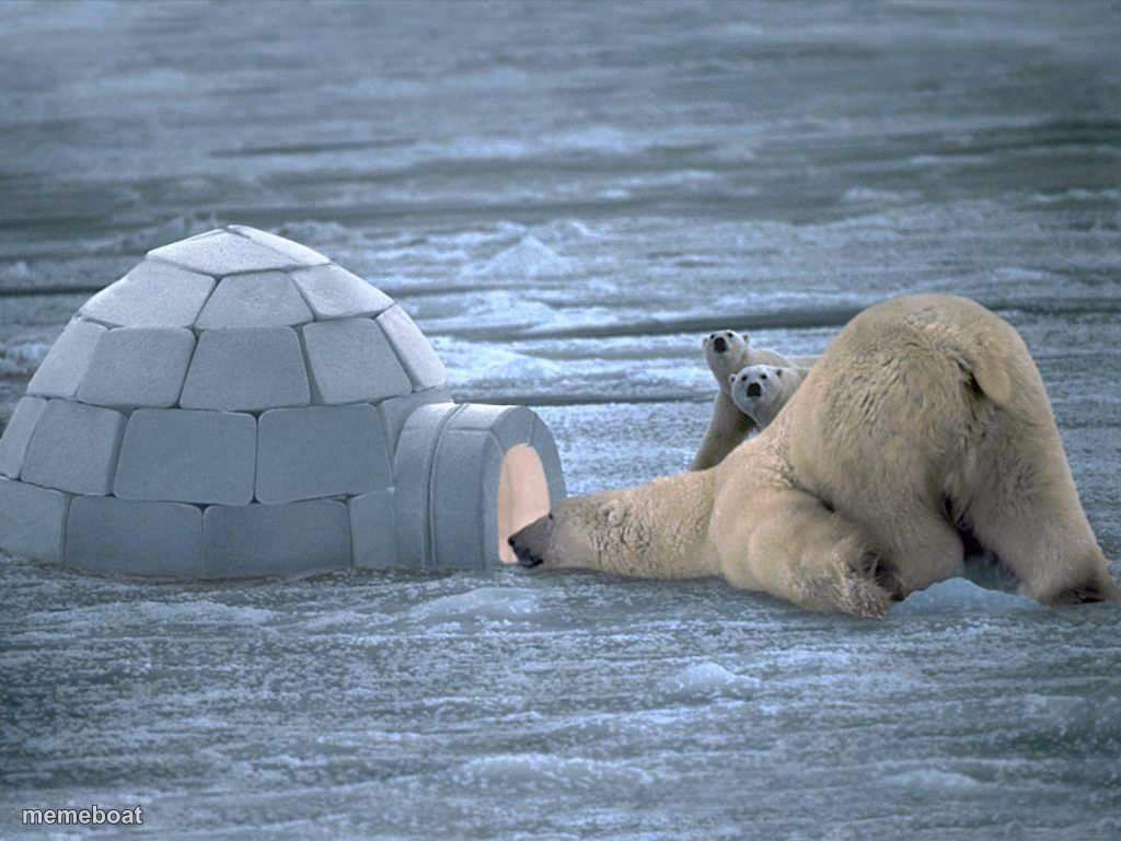 Polar Bear Igloo - meme generator image preview