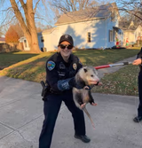 Police Possum