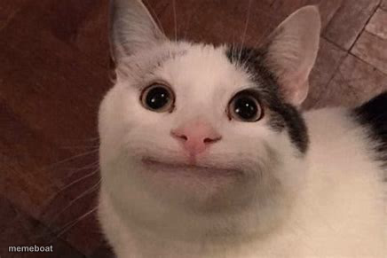 Polite Cat - meme generator image preview