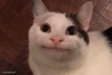 Polite Cat