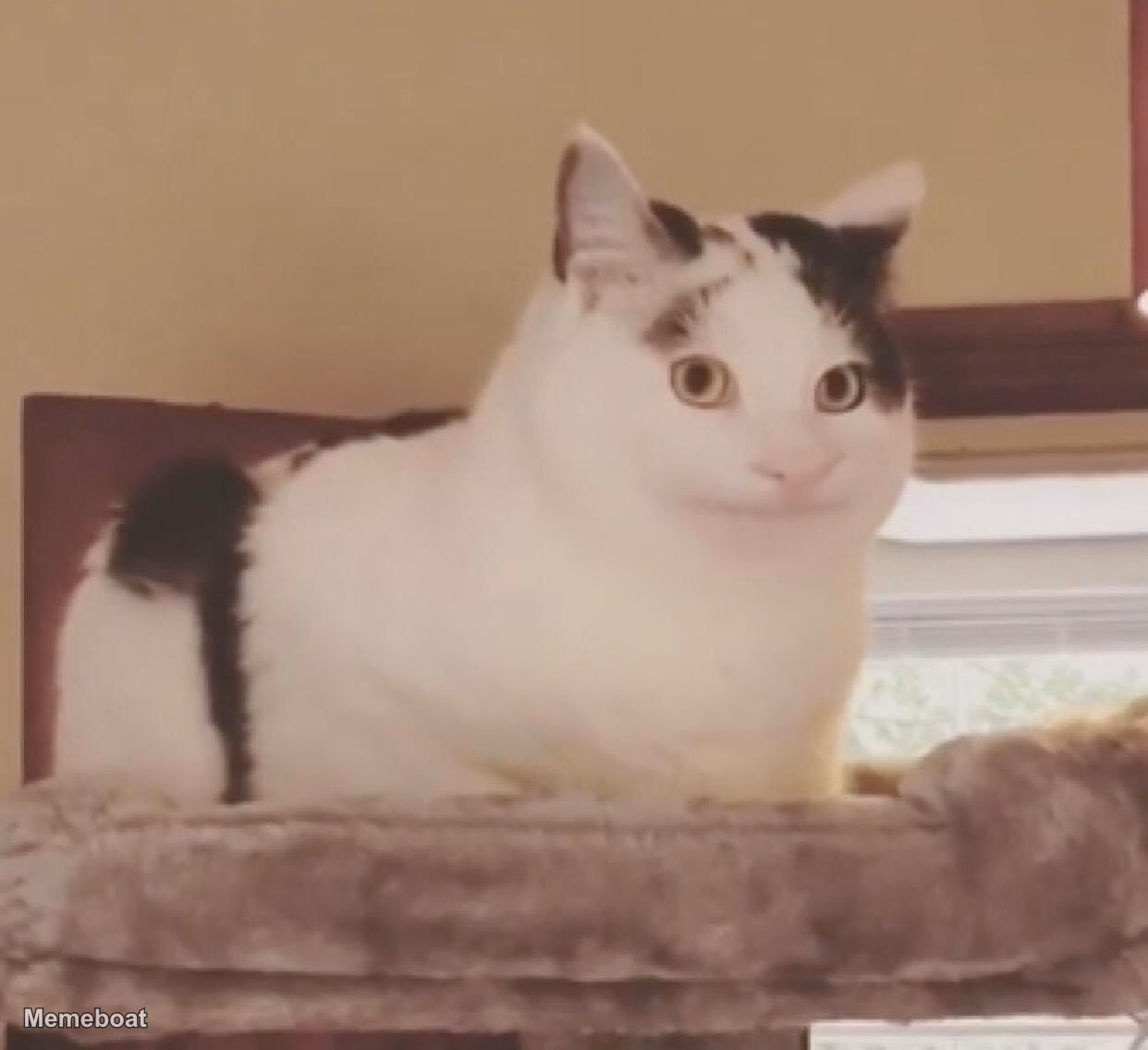 Polite Cat Ollie - meme generator image preview