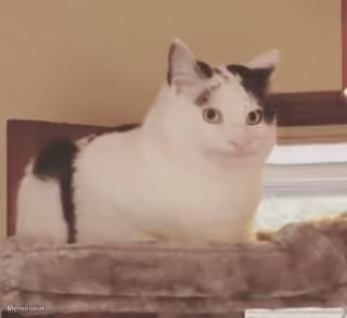 Polite Cat Ollie