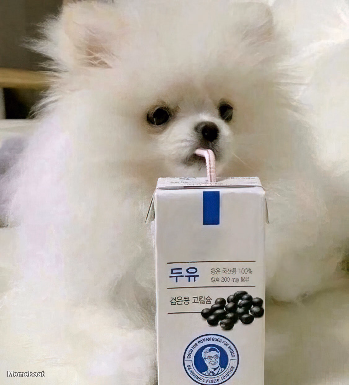 Pomeranian Drinking Soy Milk - meme generator image preview