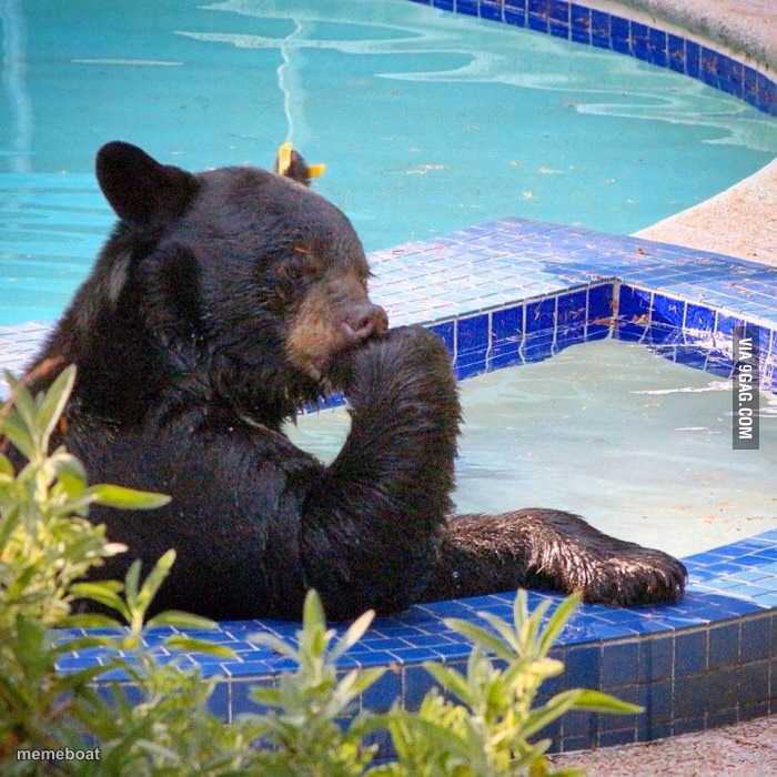 Ponder bear - meme generator image preview