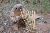Pondering Pangolin