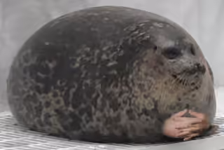 Pondering Seal