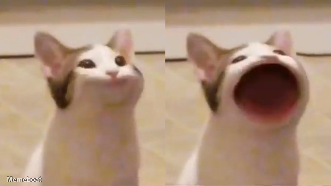 Pop Cat - meme generator image preview