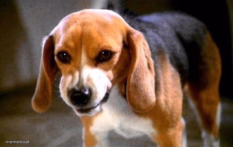 Porthos The Angry Beagle - meme generator image preview