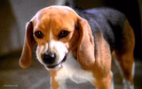 Porthos The Angry Beagle