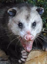 Possum