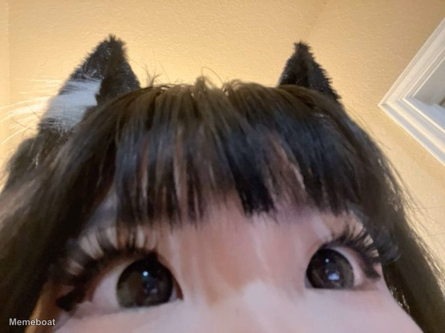 POV Cat Girl Stare - meme generator image preview