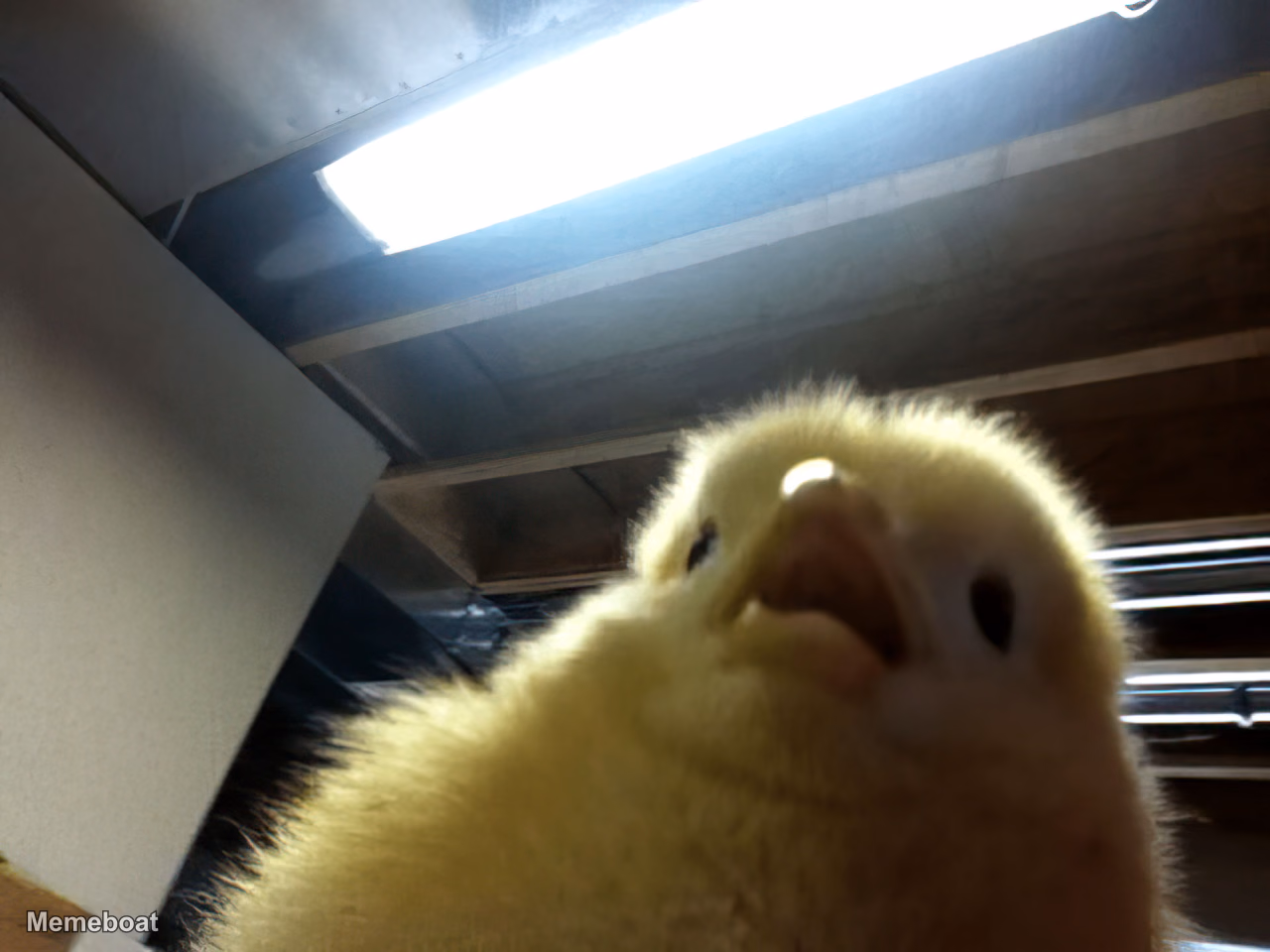 POV Chick - meme generator image preview