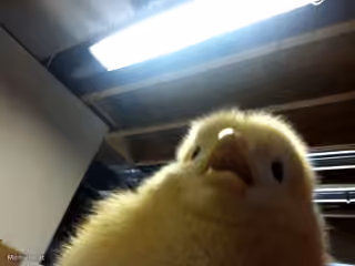 POV Chick