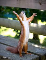 Praise Squirrel - meme generator image preview
