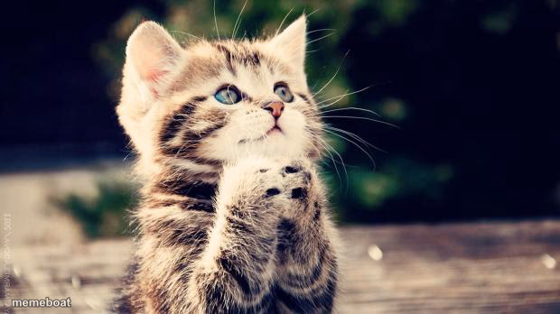 Praying cat - meme generator image preview