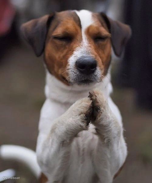 praying dog - meme generator image preview
