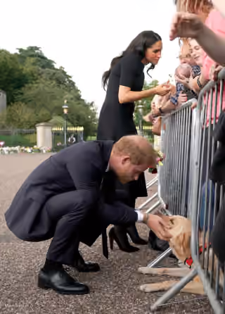 Prince Harry Pets Dog