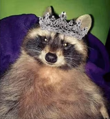 Princess raccoon