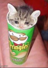Pringles cat