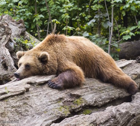 Procrastination Bear - meme generator image preview