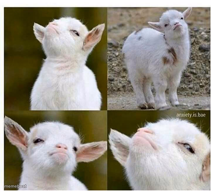Proud lamb - meme generator image preview