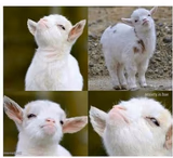 Proud lamb