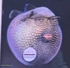 Pufferfish vucic - meme generator image preview