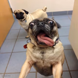 pug excited but funny