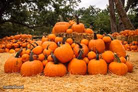 Pumpkin patches in and around Colleyville