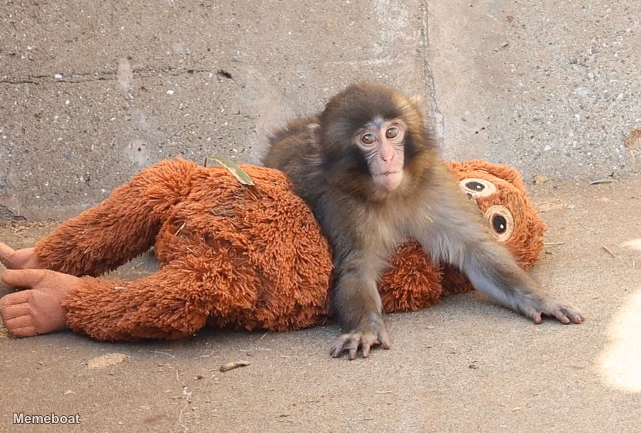 Punch Playing with Plushie - meme generator image preview