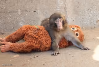 Punch Playing with Plushie