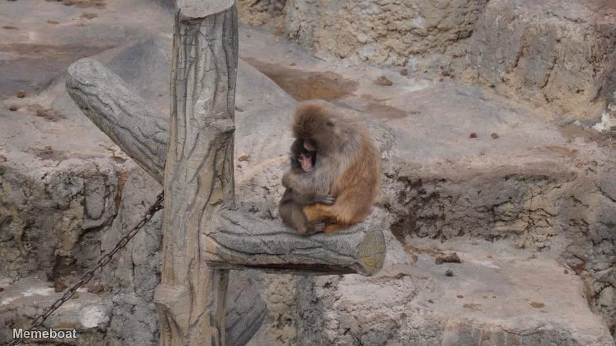 Punch the Monkey Being Huged - meme generator image preview
