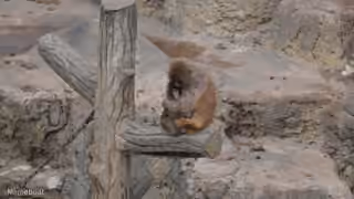 Punch the Monkey Being Huged