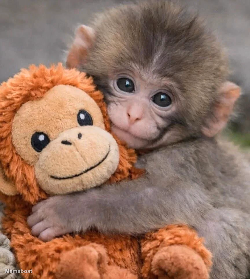 Punch the Monkey Hugging Plushie - meme generator image preview