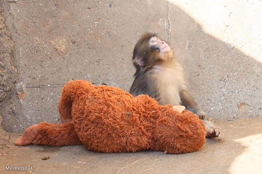 Punch the Monkey Looking Up in the Sky - meme generator image preview