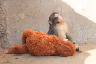 Punch the Monkey Looking Up in the Sky